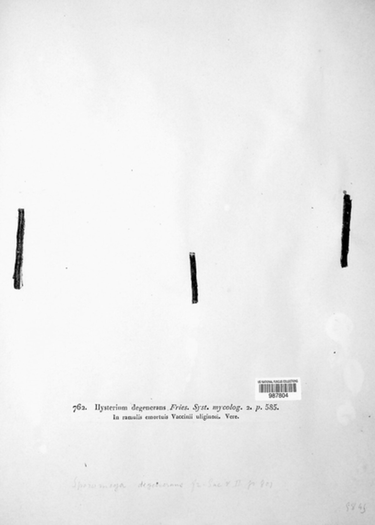 Sporomega degenerans image